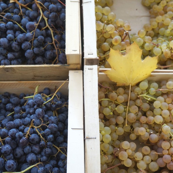 Raisins au marché de Bergerac