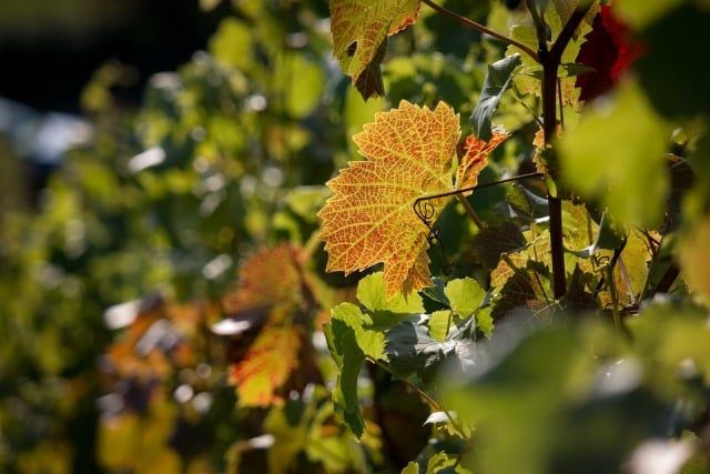 vineyard-983175_960_720