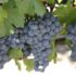 Le Pécharmant : un vin rouge alliant puissance et intensité