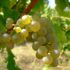 Le Rosette : un vin blanc moelleux, subtil et fruité