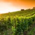Amateur de vin ? Découvrez les terroirs de Bergerac !